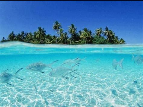 Maldives tropical island | Beaches in the world, Vacation spots ...