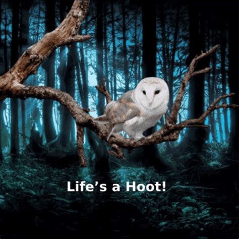 Owl Memes Cute Owls GIF - Owl Memes Cute Owls Animated Owls - Discover & Share GIFs