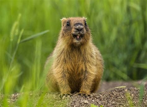 Can Groundhogs Climb Trees? - A-Z Animals