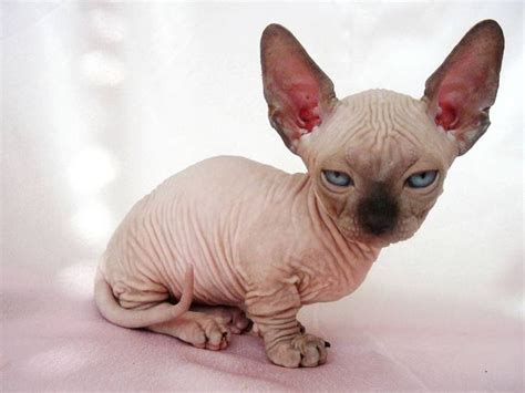 cute!!!!!! hairless cats!!!! | Silly cat | Pinterest | Cats, 10. and On