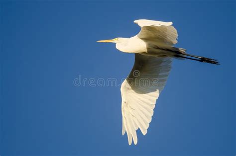 Great Egret Flying in a Blue Sky Stock Photo - Image of bird, white: 100421692