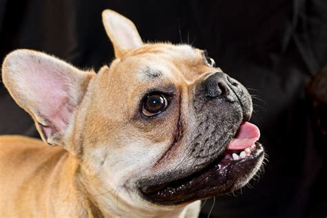 Cute French Bulldog Free Stock Photo - Public Domain Pictures
