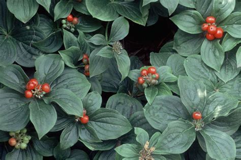 Cornus canadensis - gardenersworld.com