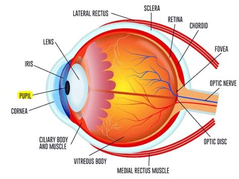 Pupil Mata : Struktur, Fungsi, Kelainan, dan Pengobatan