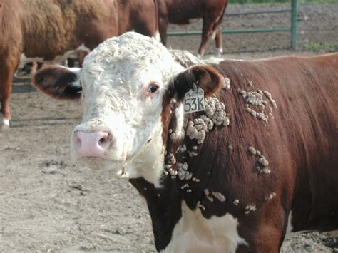 Three common summer cattle diseases - MSU Extension