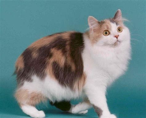 Cymric Cat Info, History, Personality, Kittens, Diet, Pictures | Cat Breed Selector