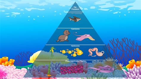 Ocean Food Chain Pyramid