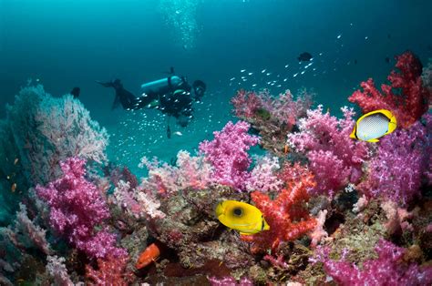 Download Scuba Diving Beautiful Coral Reefs Wallpaper | Wallpapers.com
