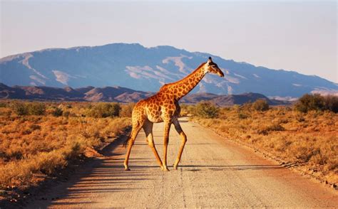 Sanbona Wildlife Reserve - Jaredincpt.com