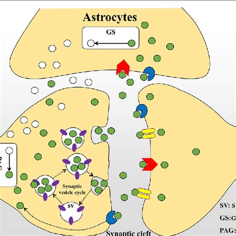 Glutamate metabolism cycle: After release of glutamate from the ...