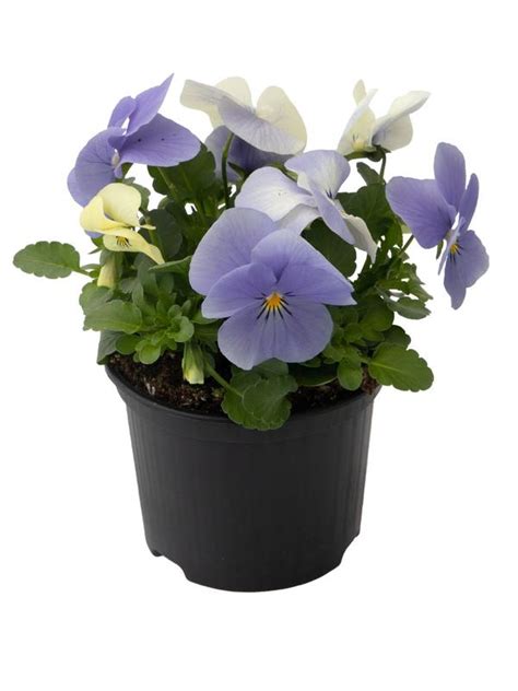 Oderings Garden Centre | Bedding Plants - Viola Penny YTT