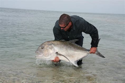 Monster GT fish caught in Darwin one of the biggest