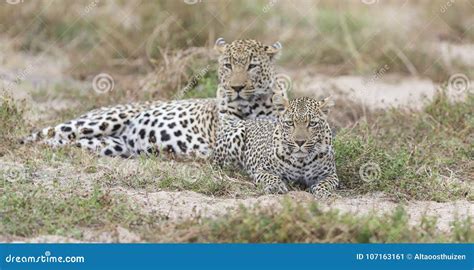 Male and Female Leopard Mating on Grass in Nature Stock Image - Image of playing, female: 107163161