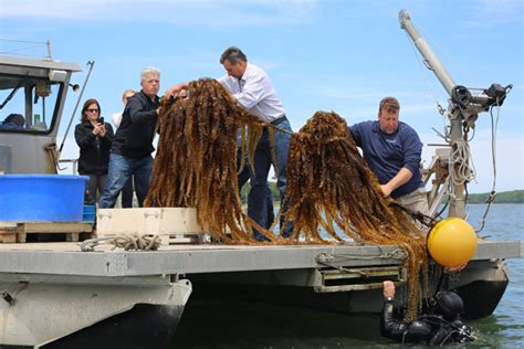 First kelp crop harvested in Cornell pilot program