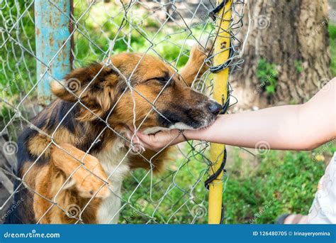 Shelter for Stray Dogs. Homeless Dog in Aviary is Happy with New Stock ...