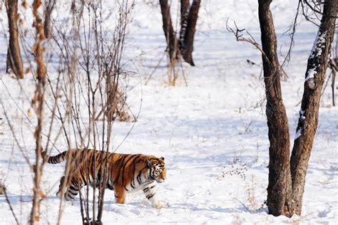 Harimau Siberia yang terancam punah terdeteksi di China timur laut ...