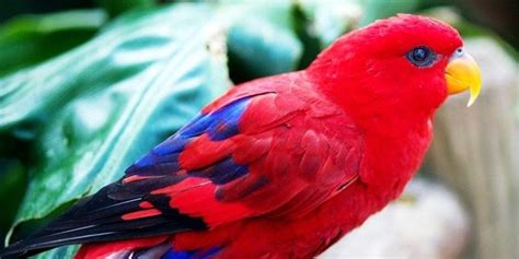 Red lory - Alchetron, The Free Social Encyclopedia