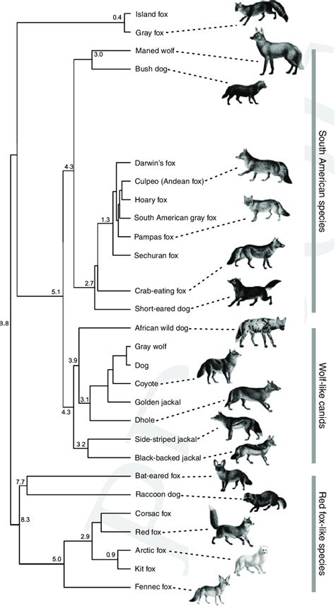 Canis Lupus Familiaris Evolution Timeline