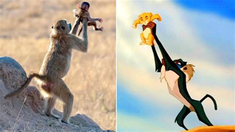 ¡Igualito a Rafiki! Mono 'recrea' escena de 'El Rey León'