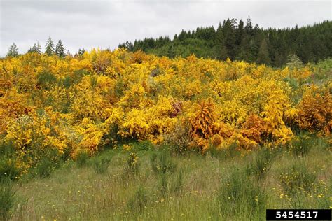 Scotch broom (Cytisus scoparius)