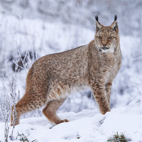 Eurasian Lynx (Lynx lynx) | about animals