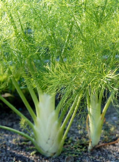 Fennel - health benefits and therapeutic value