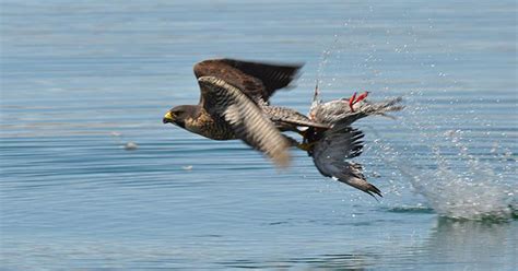 Falcon Images: Peregrine Falcon Diving For Prey