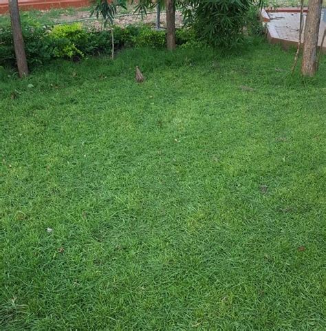 Paspalum Grass | Lawn Grass | Agroduka Limited