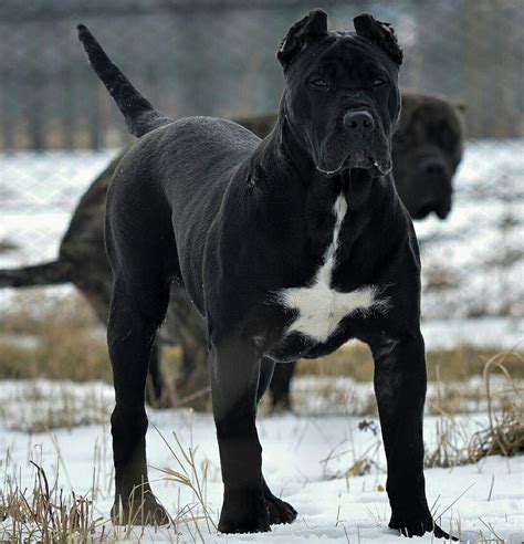 Presa Canario Cane Corso