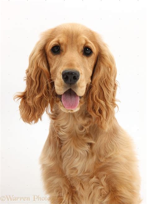 Dog: Golden Cocker Spaniel photo - WP34088