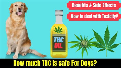 How much THC is safe for Dogs? Benefits-Side Effects - Serve Dogs