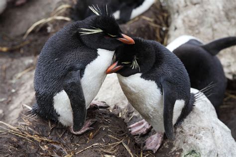 Rockhopper Penguins