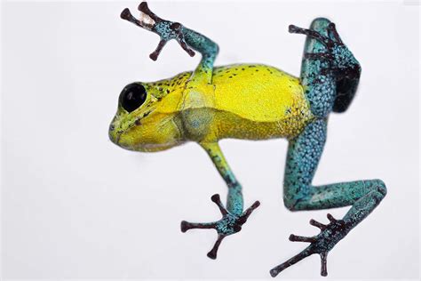 Gorgeous rainbow frogs come in different colours on every island | New Scientist