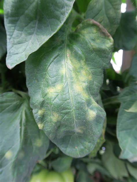 Photos of leaf mold of tomato | Purdue University Vegetable Crops Hotline