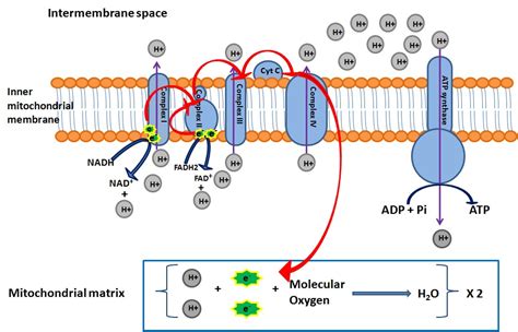 [Solved] Diagram the process of the proton pump. please include all protons... | Course Hero