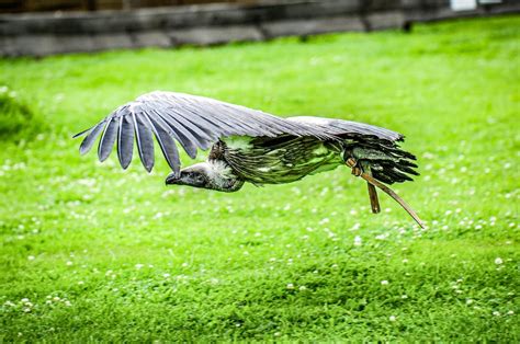 Falcon on Flight · Free Stock Photo