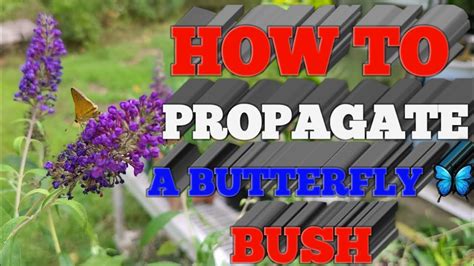 How to propagate a Butterfly Bush | Butterfly bush, Propagation, Growing shrubs