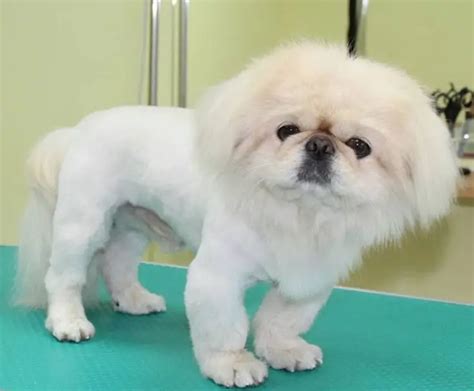 18 Best Pekingese Haircuts for Dog Lovers | Page 3 of 6 | The Paws