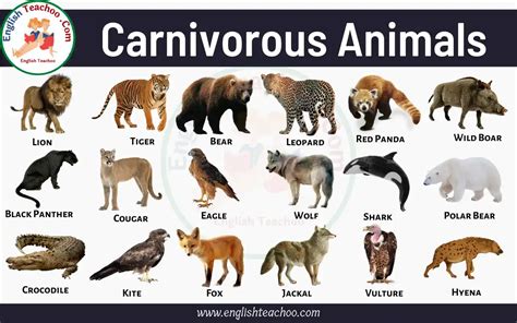 50 Carnivorous Animals Name List and Examples - EnglishTeachoo