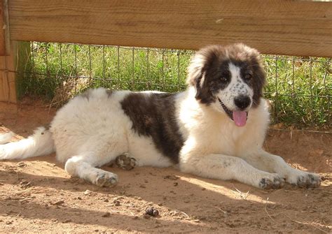 Karakachan (Bulgarian Shepherd) Info, Temperament, Puppies Pictures, Video