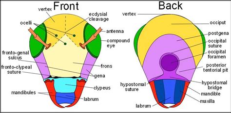 Hypostomal bridge in insect diagram | Morphology, Insects, Types of insects