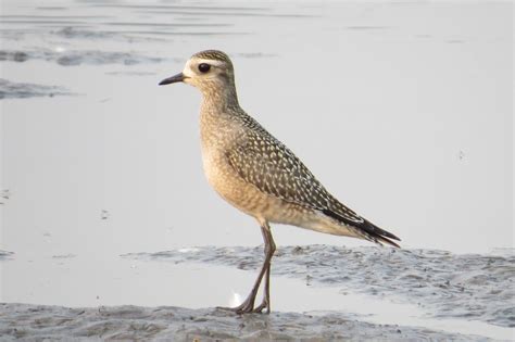 American Golden-Plover | Idaho Birds