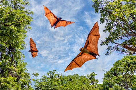 Fruit bat pups take after their adoptive mothers - Earth.com