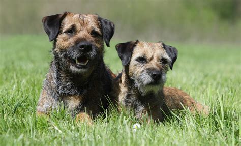 Beautiful border terrier - DIY dog grooming help