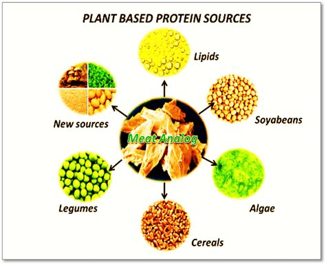 Plant-based protein sources used in novel human foods | Download ...