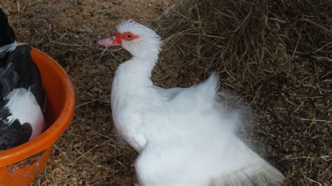 Freestyle Homemaking: Farm Fresh: Muscovy Ducks