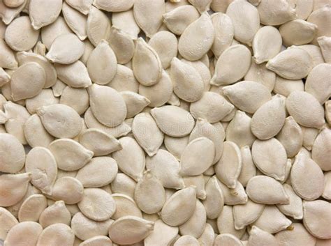 Dried Pumpkin Seeds In Square Container Stock Image - Image of protein, natural: 140233919