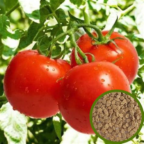 Tomato Seeds - Vegetable Seeds | Shopee India