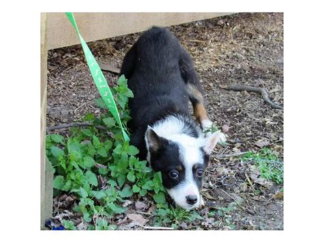 Texas Heeler puppy for sale Louisville - Puppies for Sale Near Me