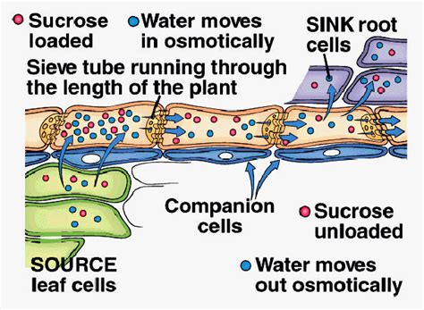 transport systems - phloem translocation